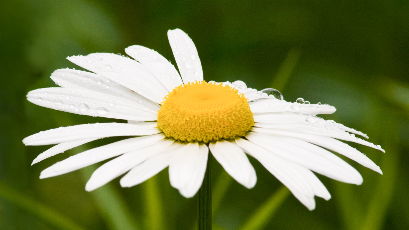 Daisies | Chicago Botanic Garden