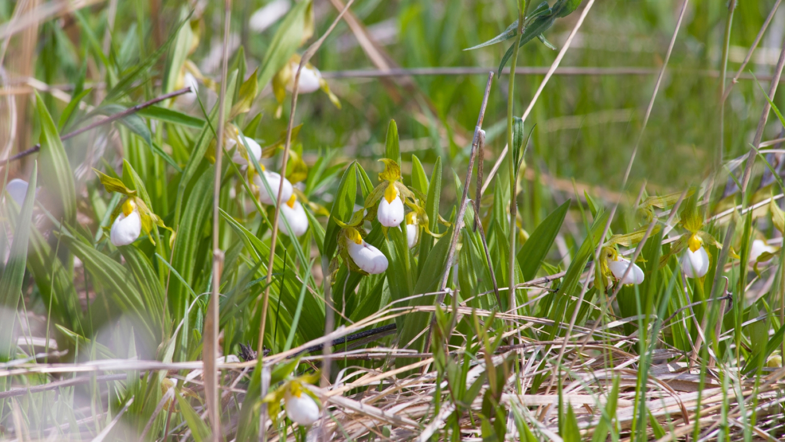 wild-orchids-1400x787.jpg?itok