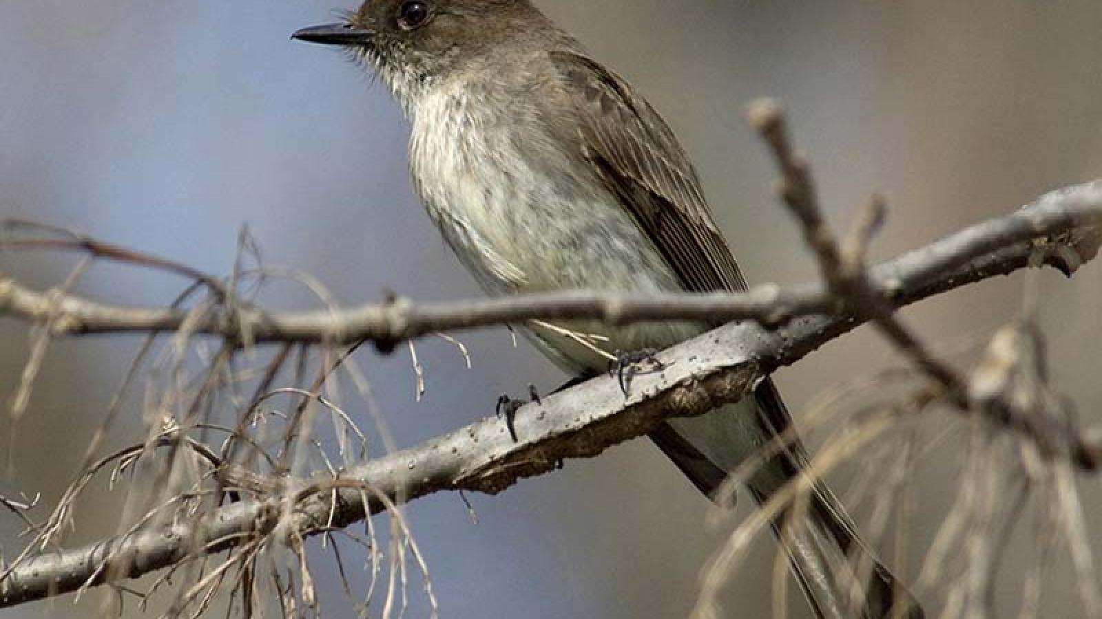 【phoebe-T】プリーター phoebeeastern.jpg?itok=BtcT-q5L