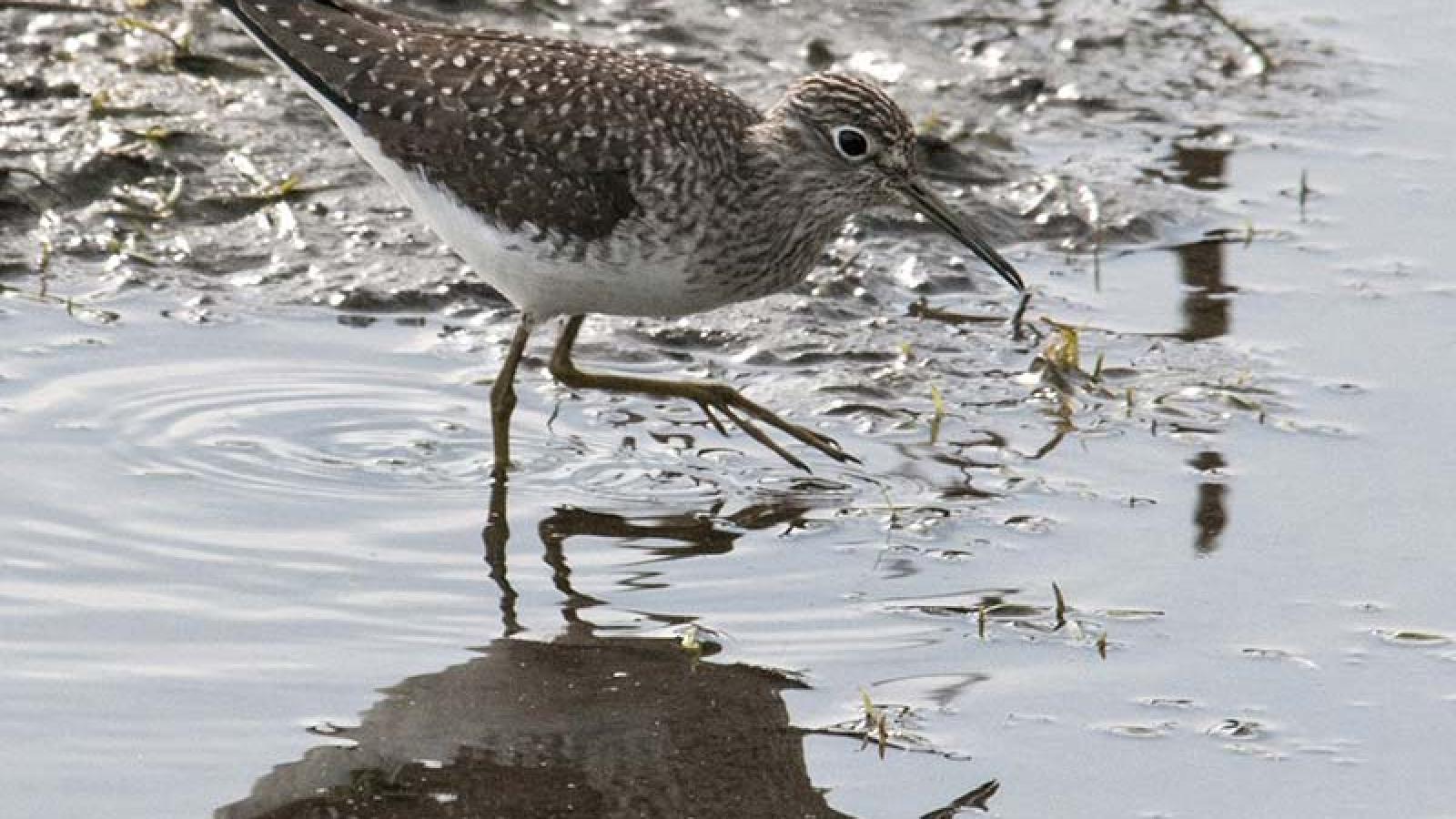 Sandpiper, Solitary | Chicago Botanic Garden