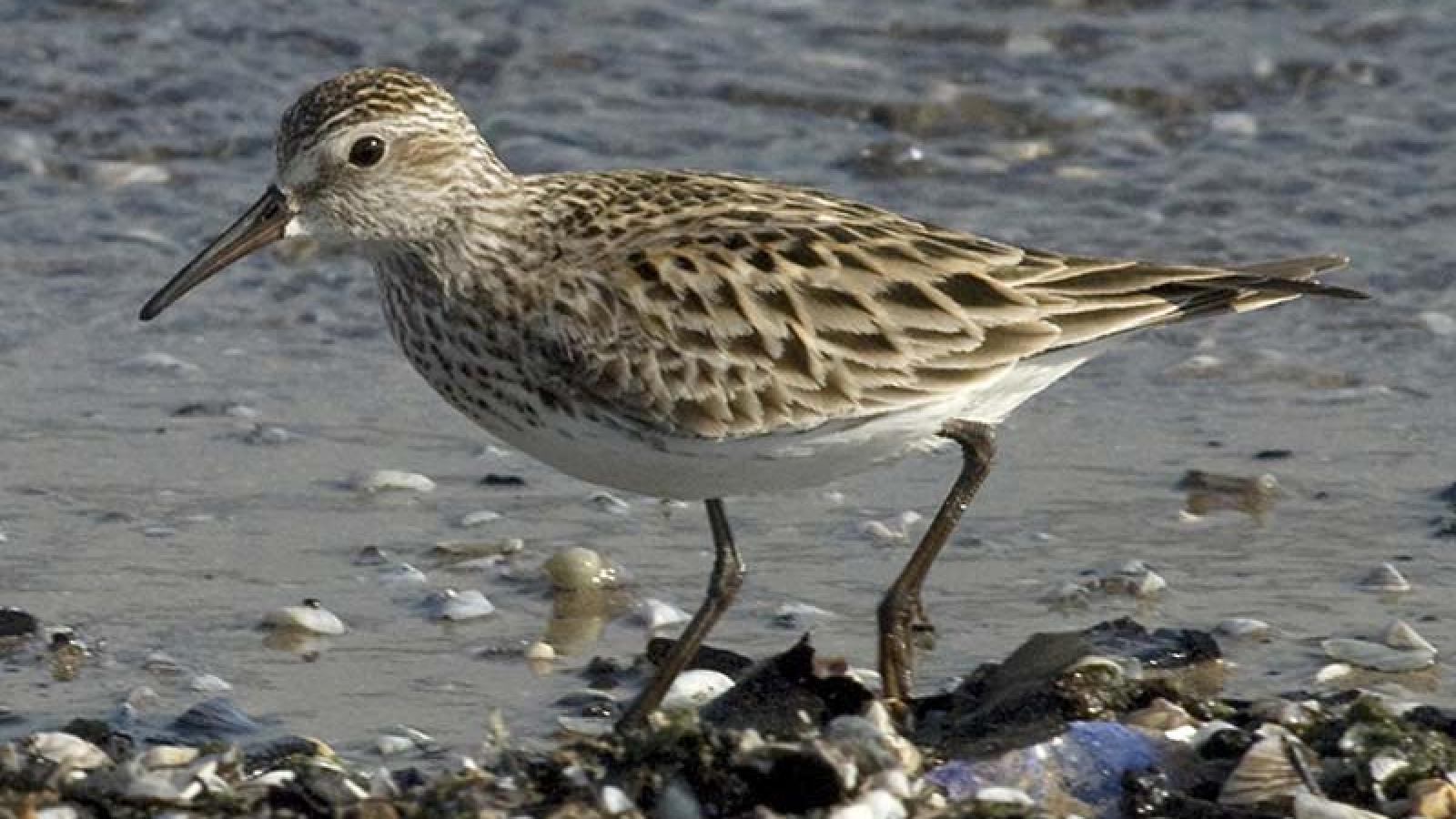 ARIA The Sandpiper SP 100CE [09/06] | Reverb