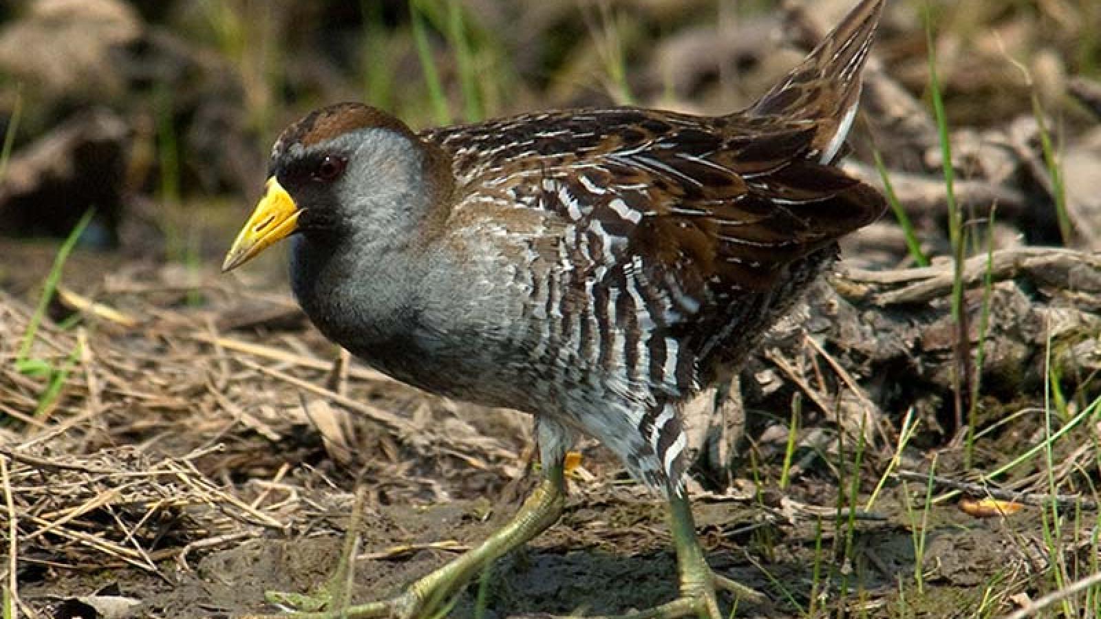 Sora | Chicago Botanic Garden