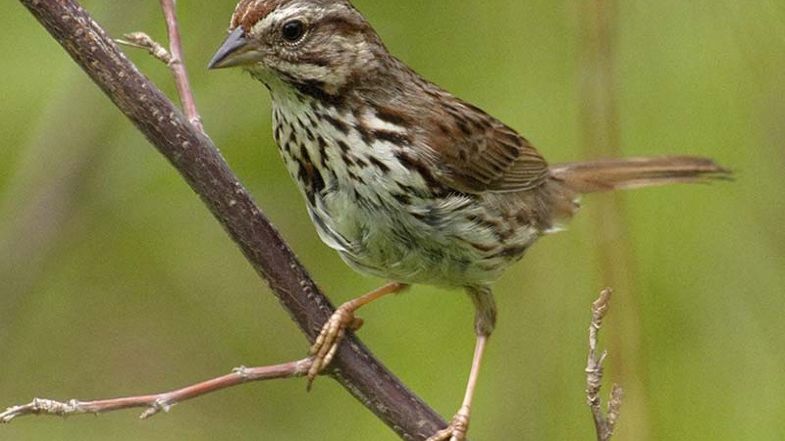 Sparrow, Song*** | Chicago Botanic Garden