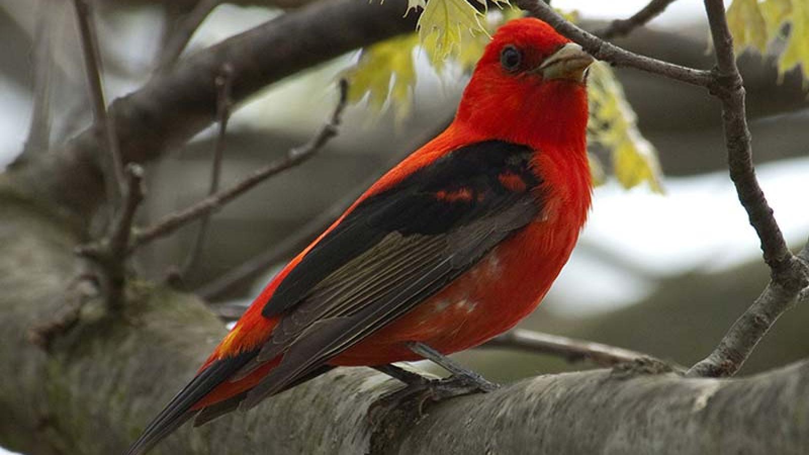Tanager, Scarlet*** | Chicago Botanic Garden