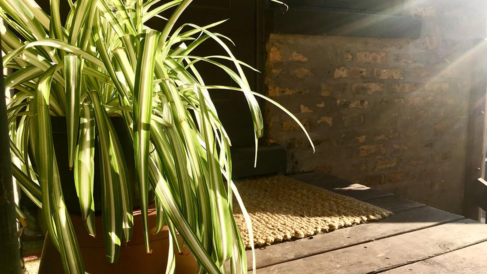 Time to Take Your Urban Houseplants Outside | Chicago Botanic Garden