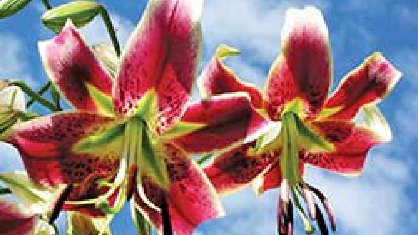 lilium-scheherazade.jpg?itok=