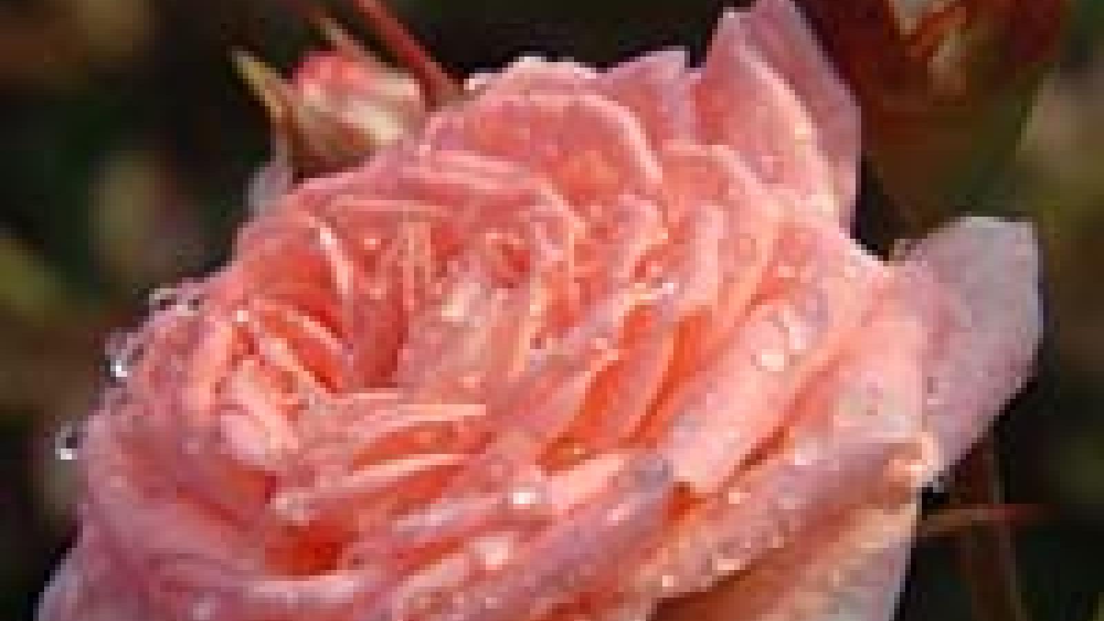 Jolie Miniature Rose Des Années 20-30 - Broche Vintage, Occasion