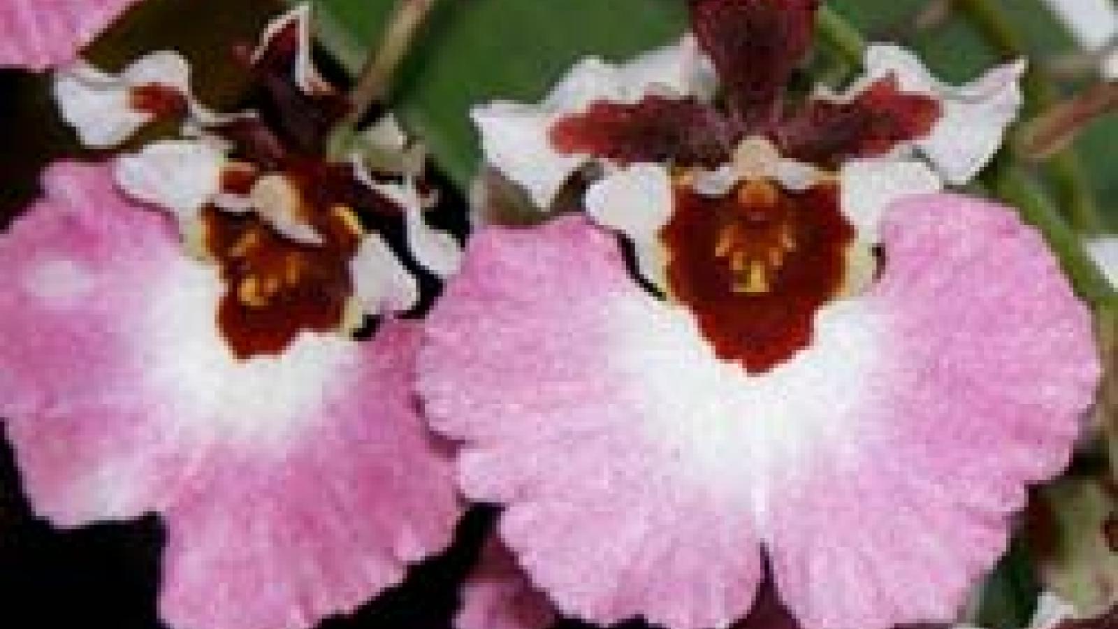 Tolumnia Genting Pink Lady | Chicago Botanic Garden