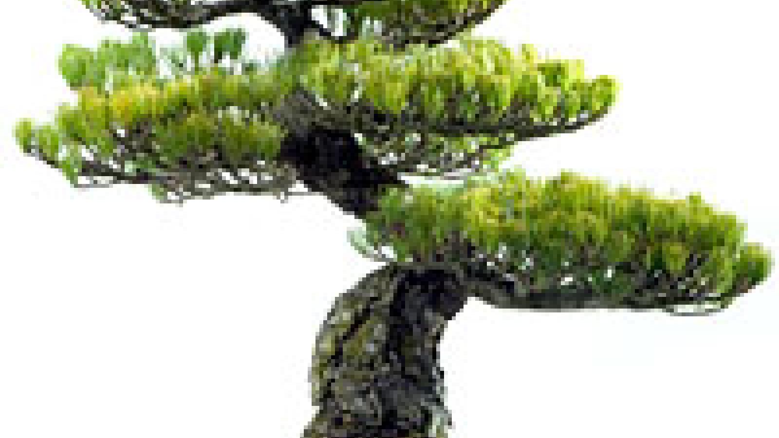 ming aralia bonsai tree Aralia Ming Gold Bonsai Tree, Aralia Parsley, Live Plant