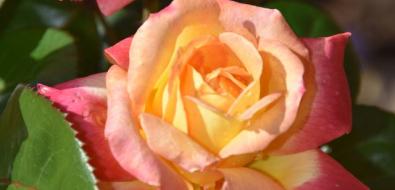  LOVE AND PEACE® Hybrid Tea Rose