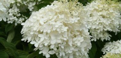 Phantom Panicle Hydrangea