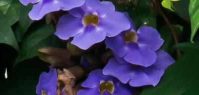  Blue Trumpet Vine