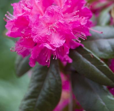  Rhododendron