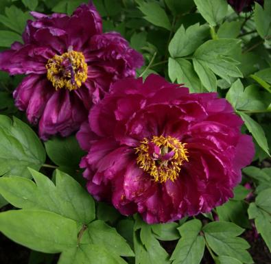 Luoyang Red Chinese Tree Peony
