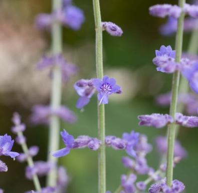 Russian Sage