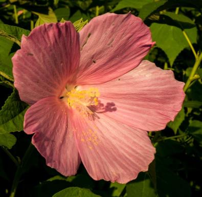 Rose mallow