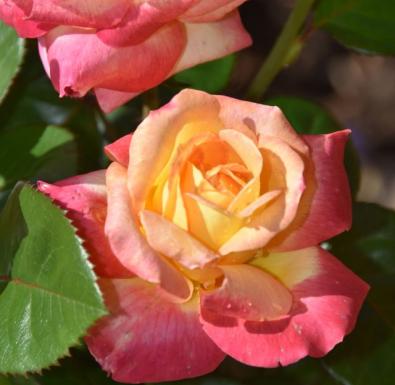 LOVE AND PEACE® Hybrid Tea Rose