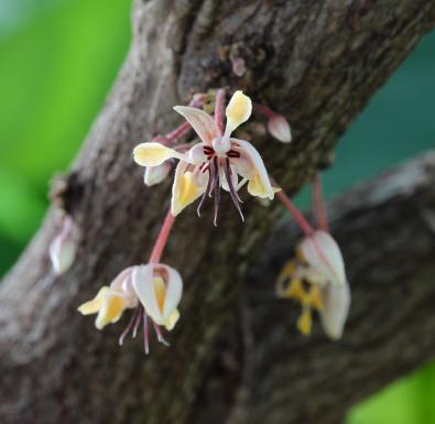 Theobroma cacao