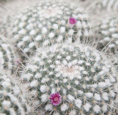 Twin-spined Cactus