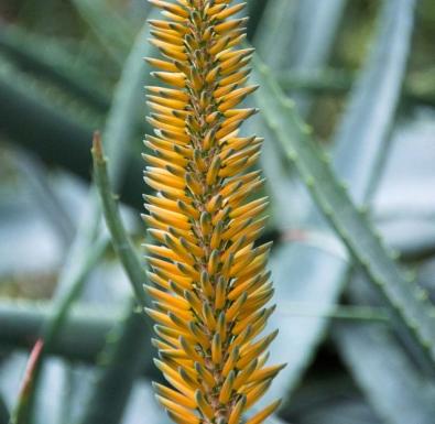 Spider Aloe