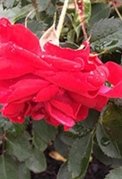 CANADIAN SHIELD™ Rose