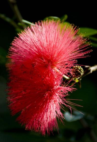Calliandra haematocephala