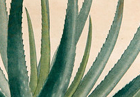 Succulents